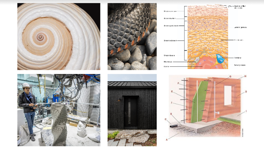 Biomimicry in the Built Environment